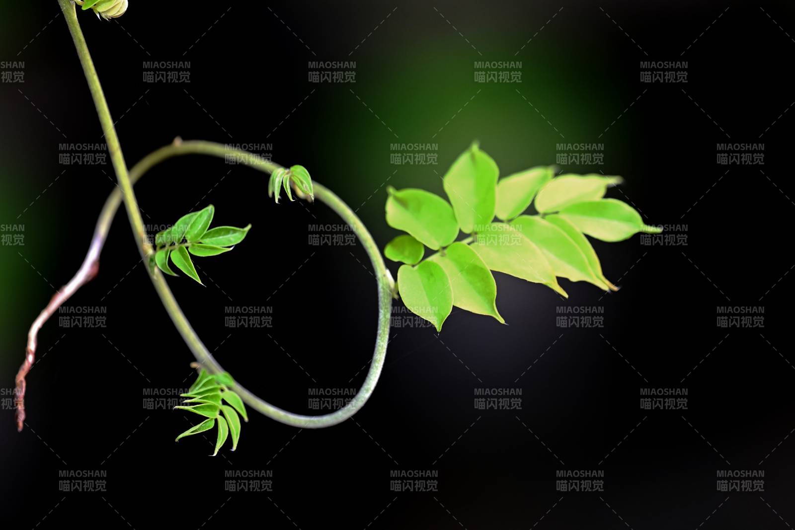 嫩绿新芽展生机图片