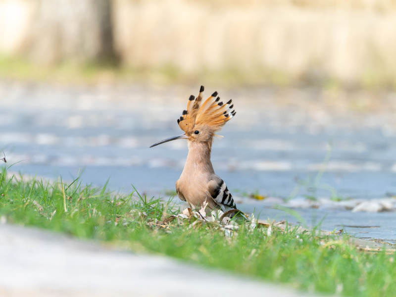 戴冠鸟湖畔觅食图片