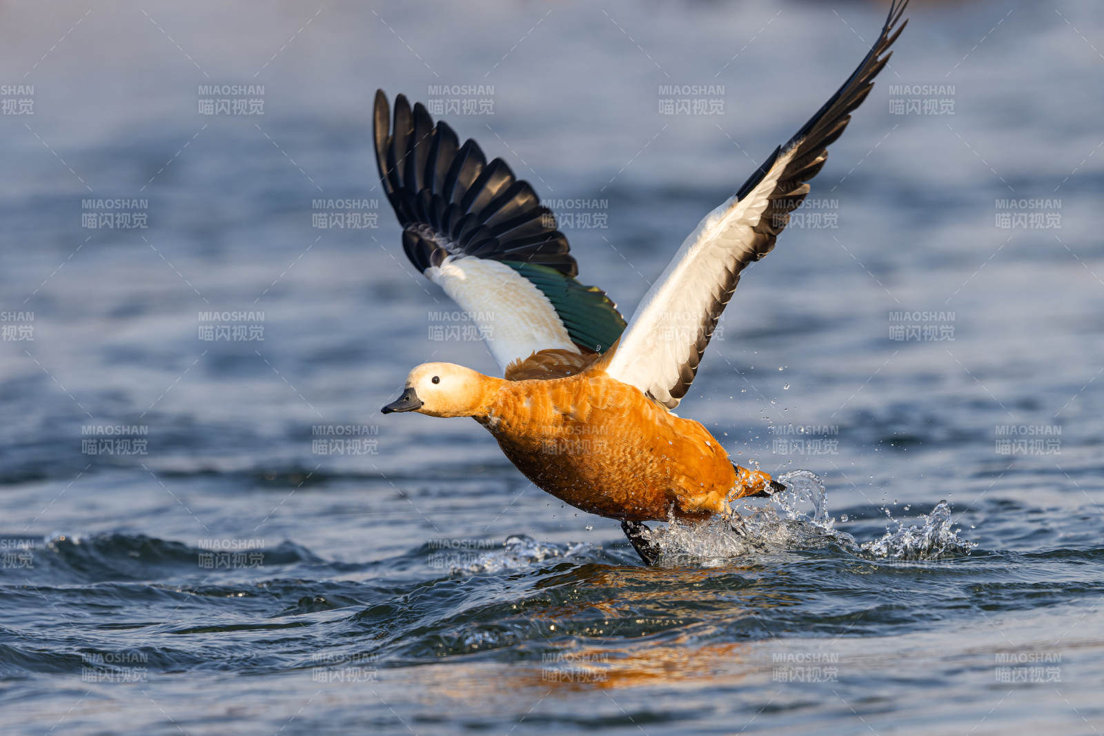 飞翔的赤麻鸭图片