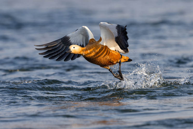 飞翔的鸭子图片