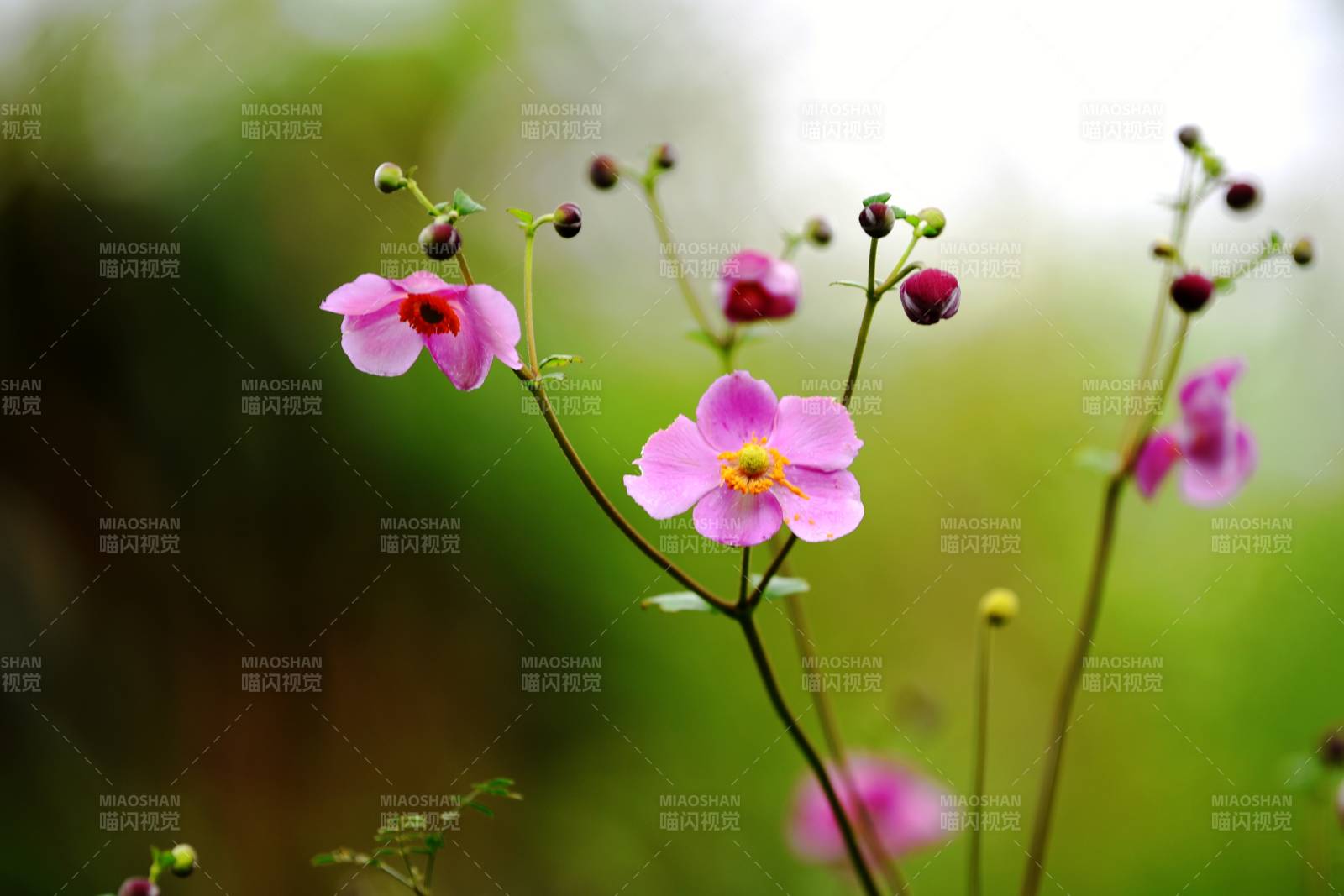 粉花绽放春意浓图片