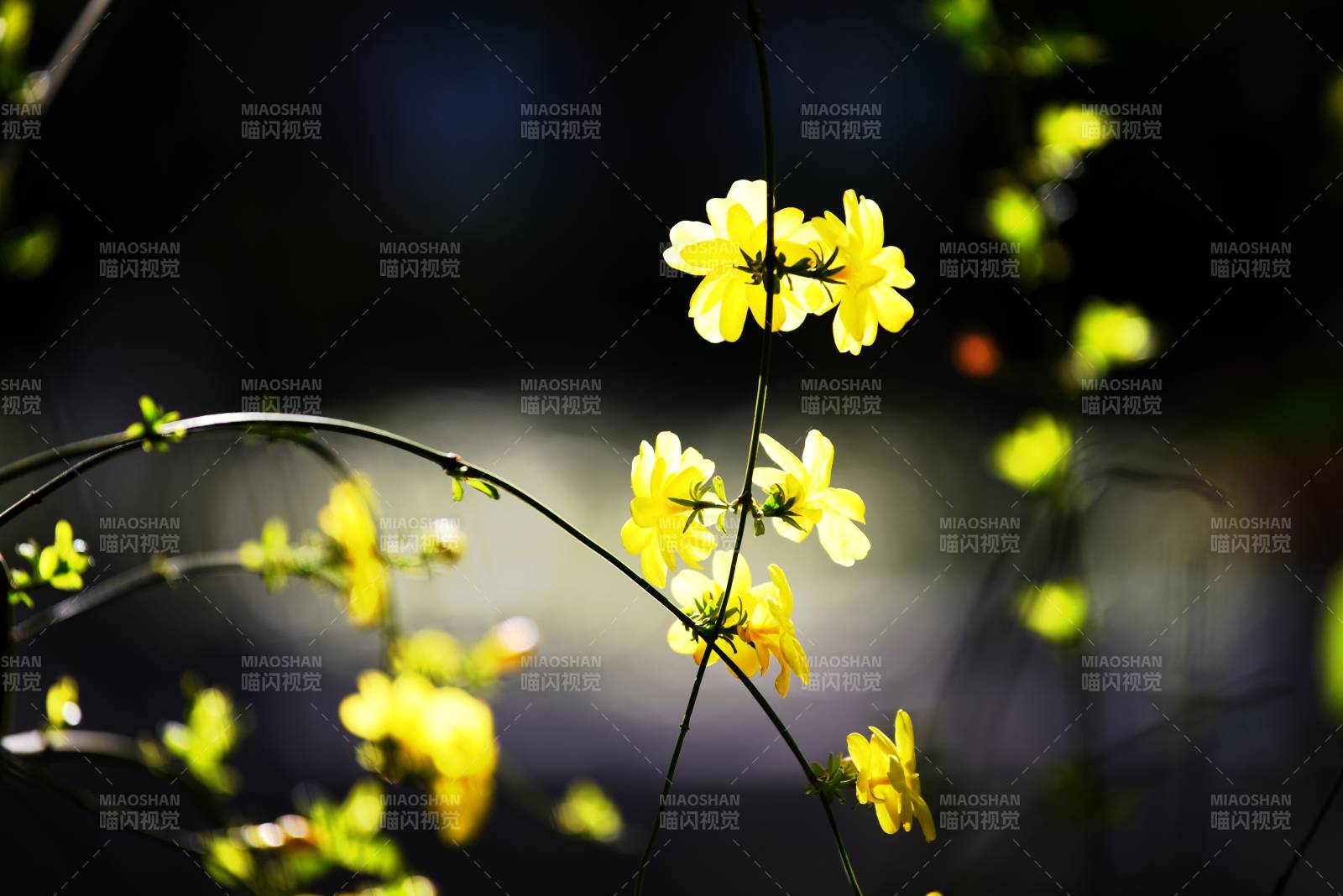 春日黄花绽放图片