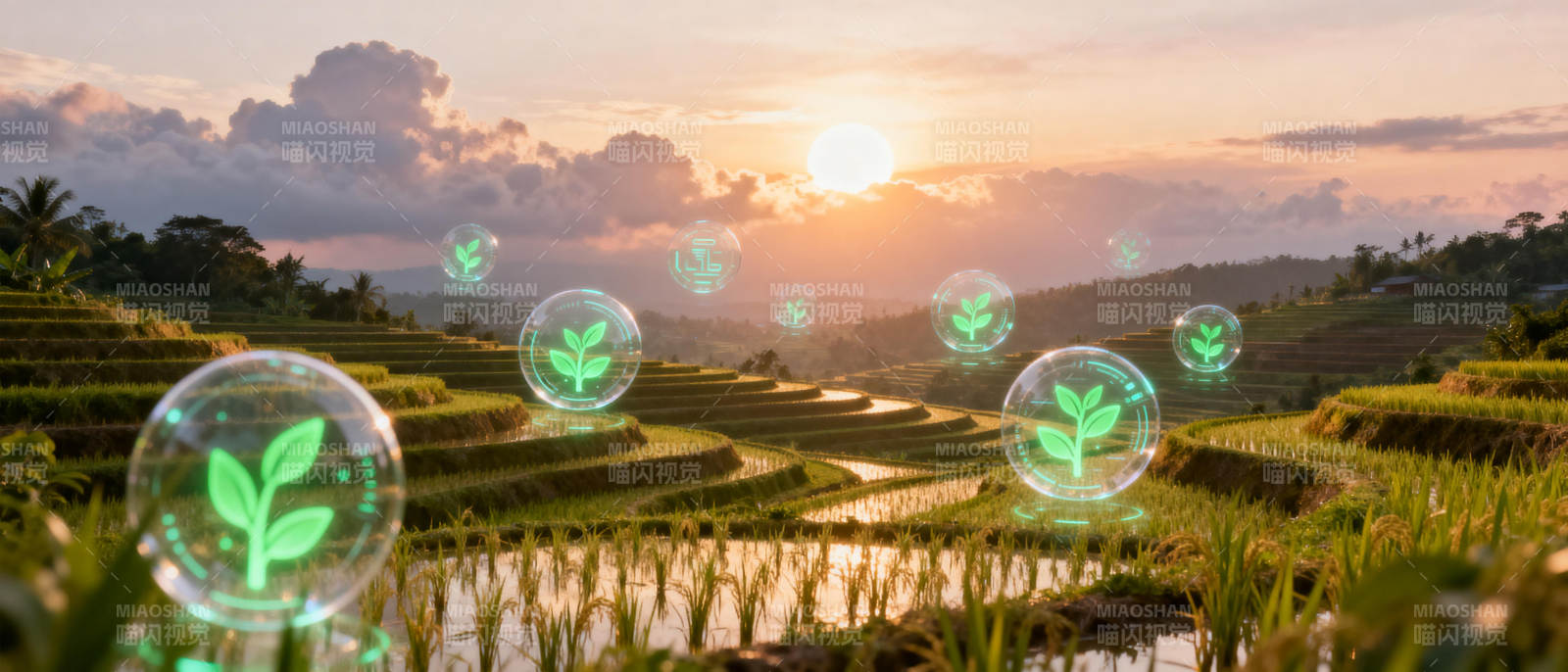 绿色生态稻田图片