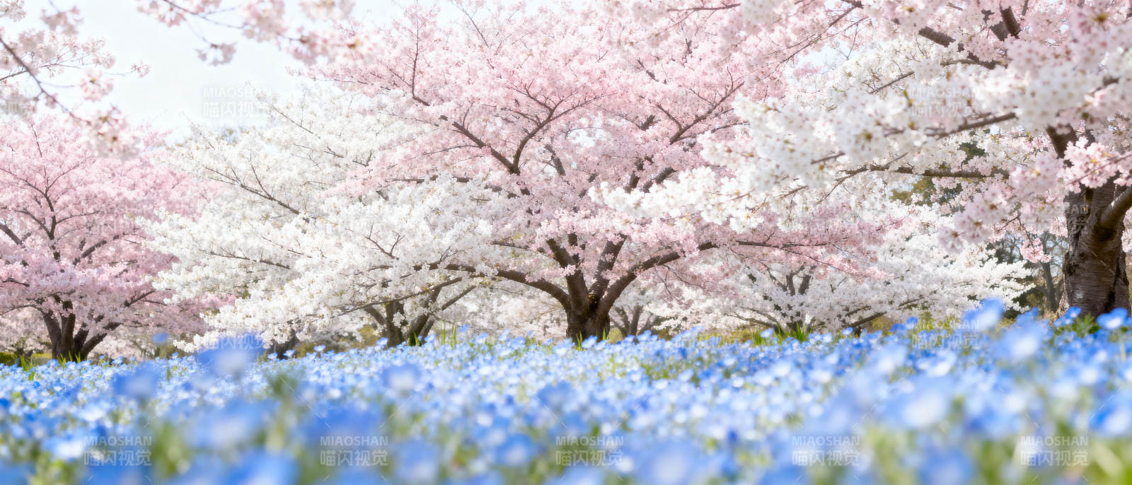 樱花与蓝花海图片