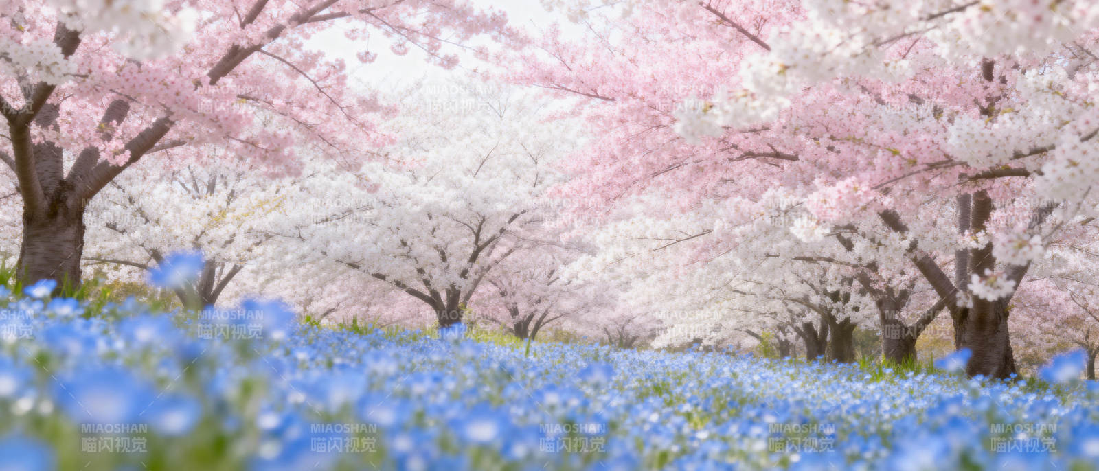 樱花蓝花海图片