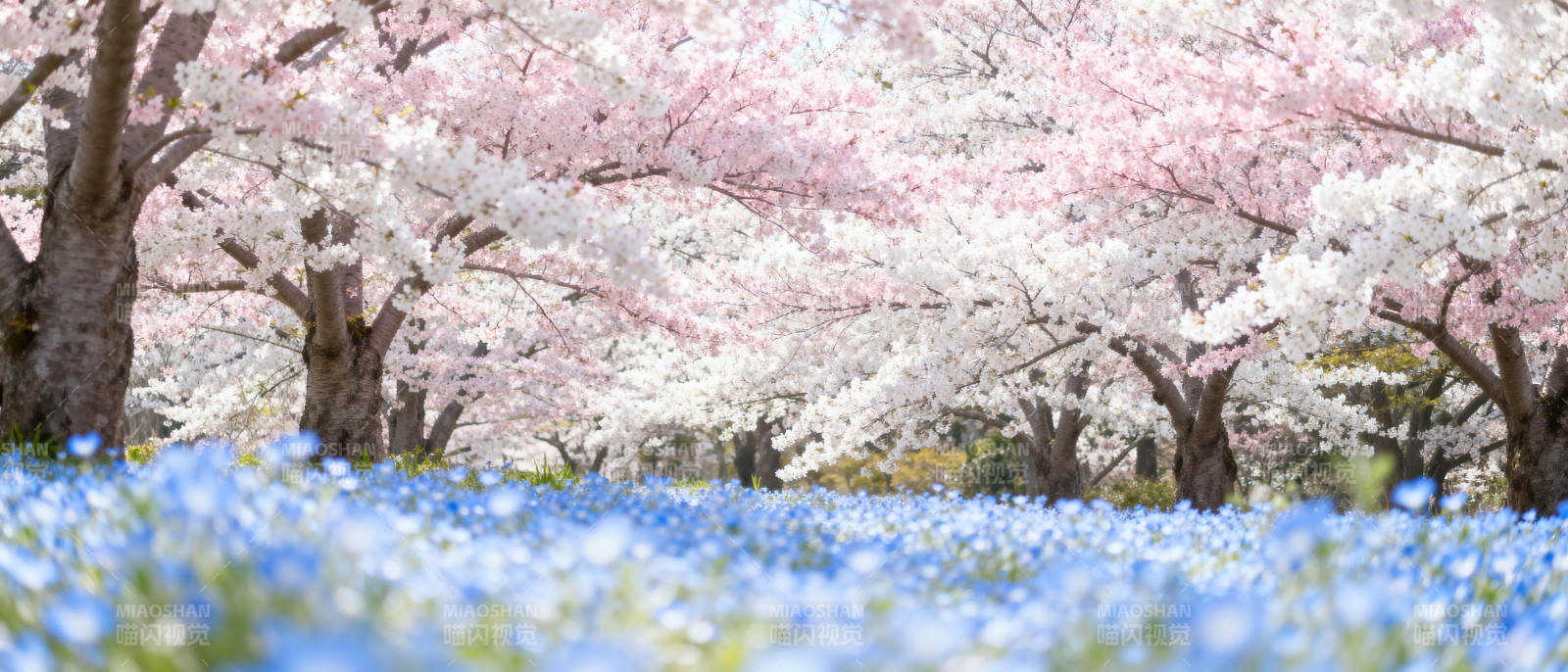 樱花与蓝花共舞图片