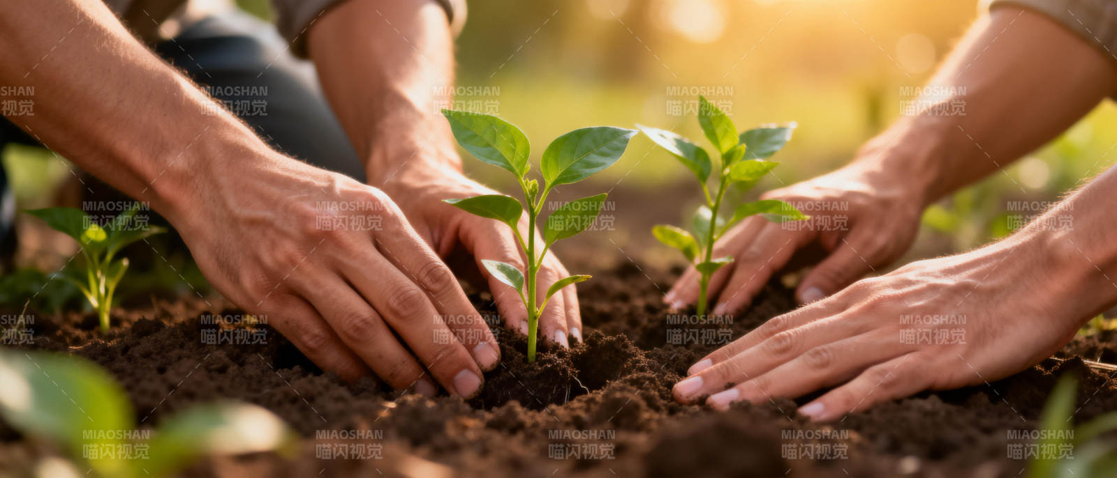 携手种下希望图片