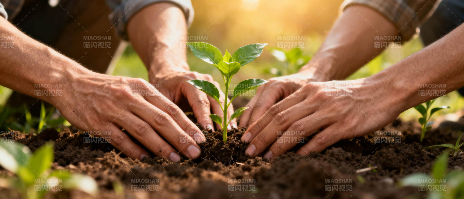 携手种下希望图片