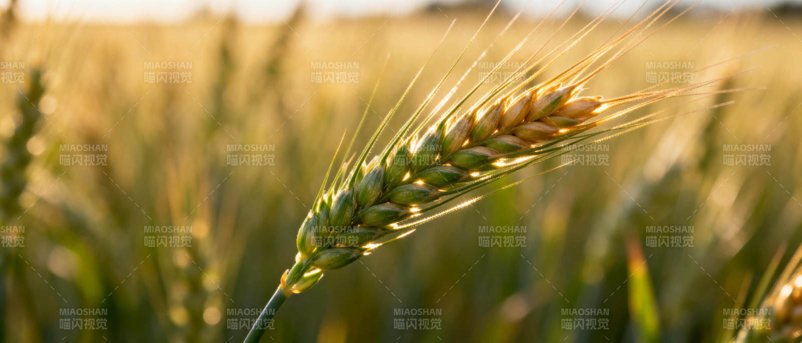 金黄麦穗迎风摇曳图片