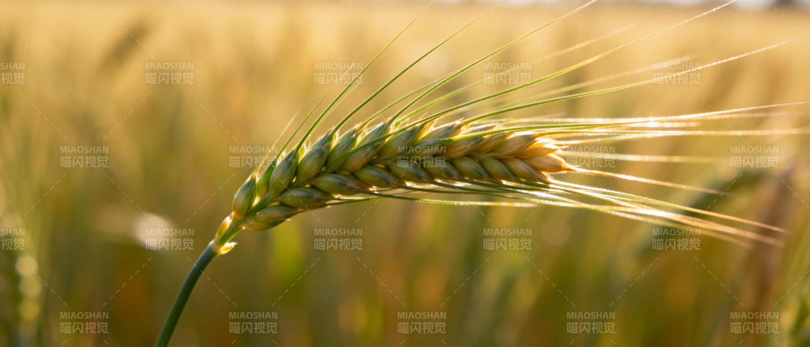 金黄麦穗迎风摇曳图片