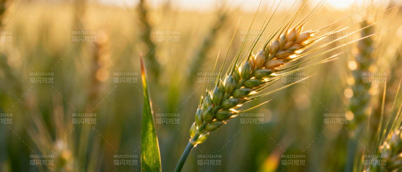 金穗迎风摇曳图片