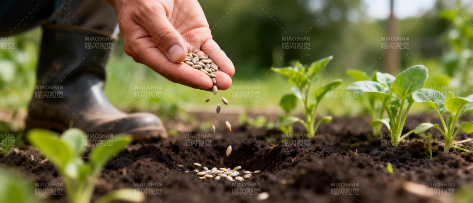 播撒希望的种子图片
