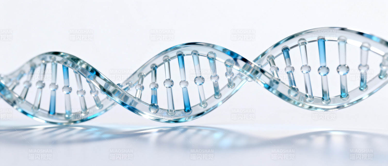 DNA双螺旋结构图片