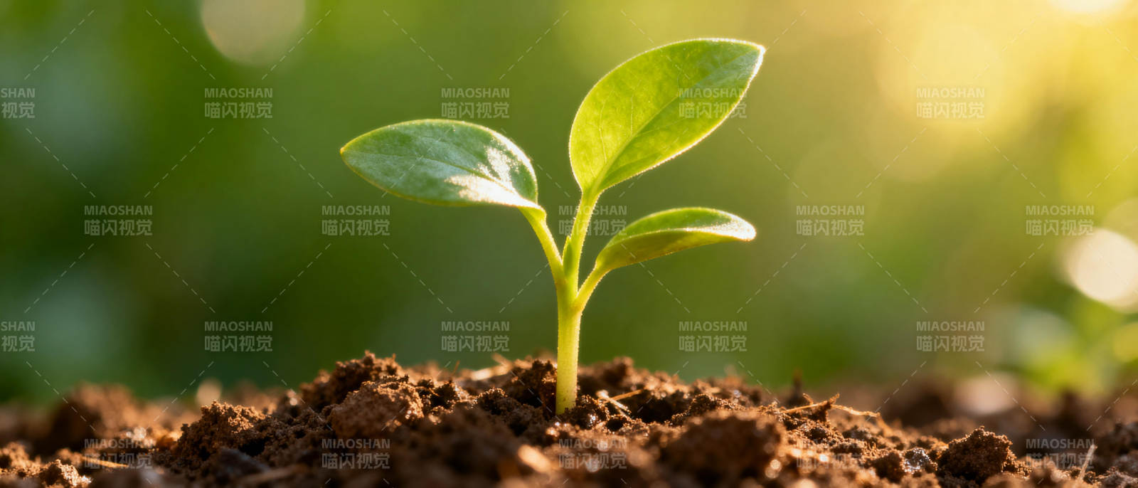 新芽破土而出图片