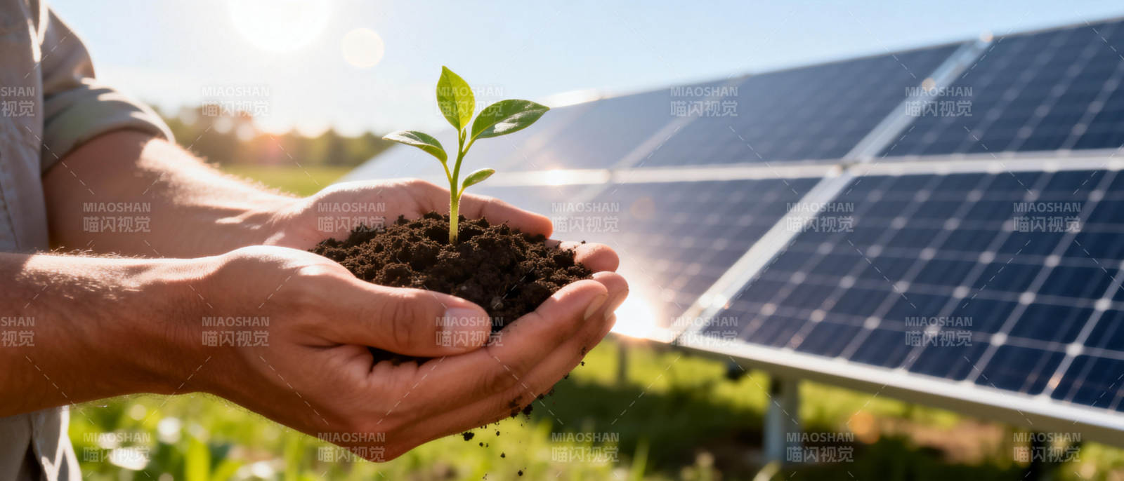 绿能育苗 希望之光图片