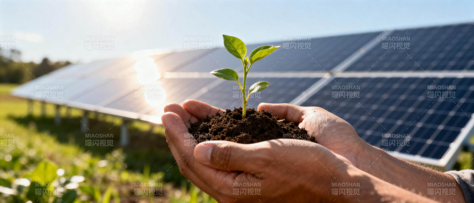 绿能育苗 希望之光图片