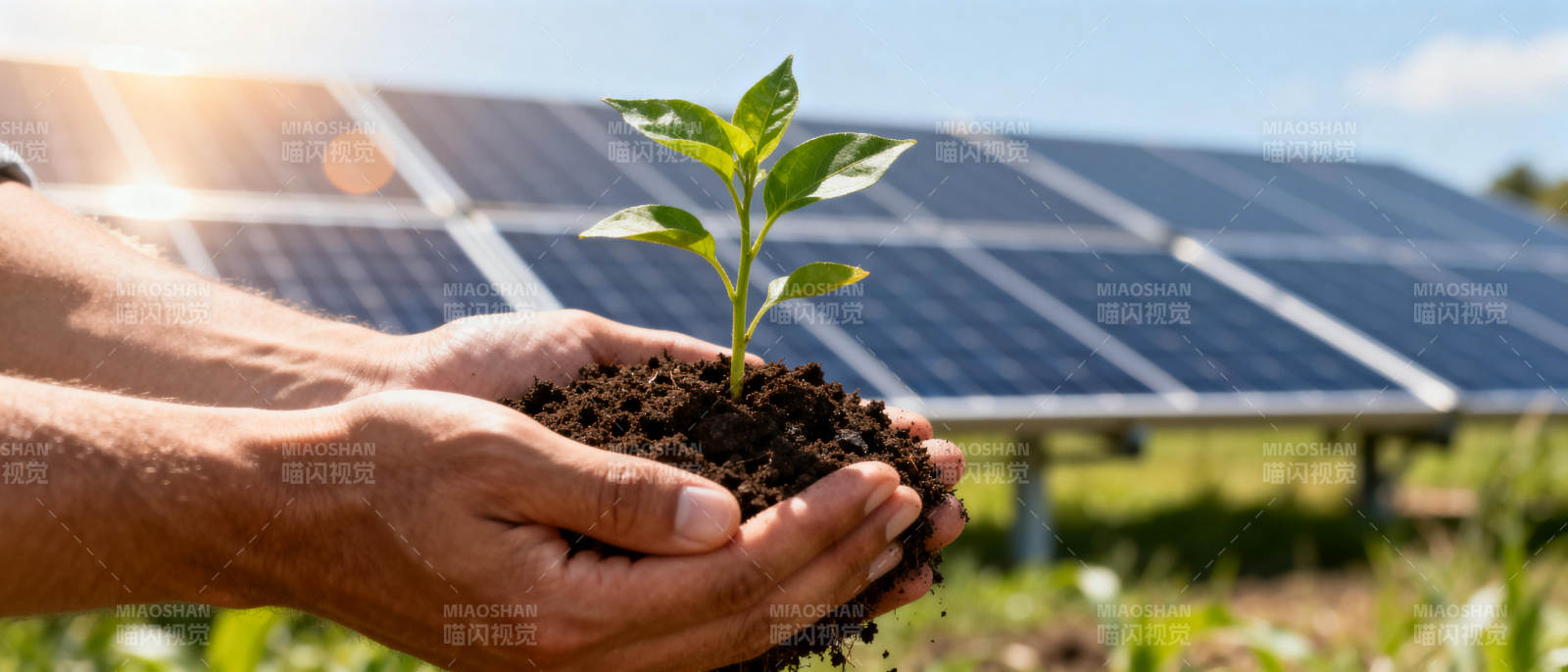 绿能育苗 希望之光图片