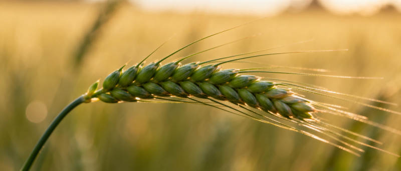金穗迎风摇曳图片
