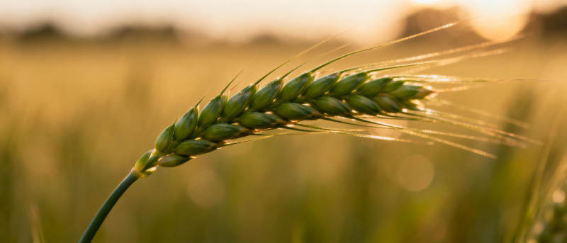 金秋麦穗迎朝阳图片