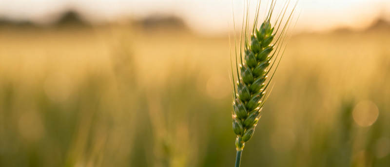 金秋麦穗迎朝阳图片