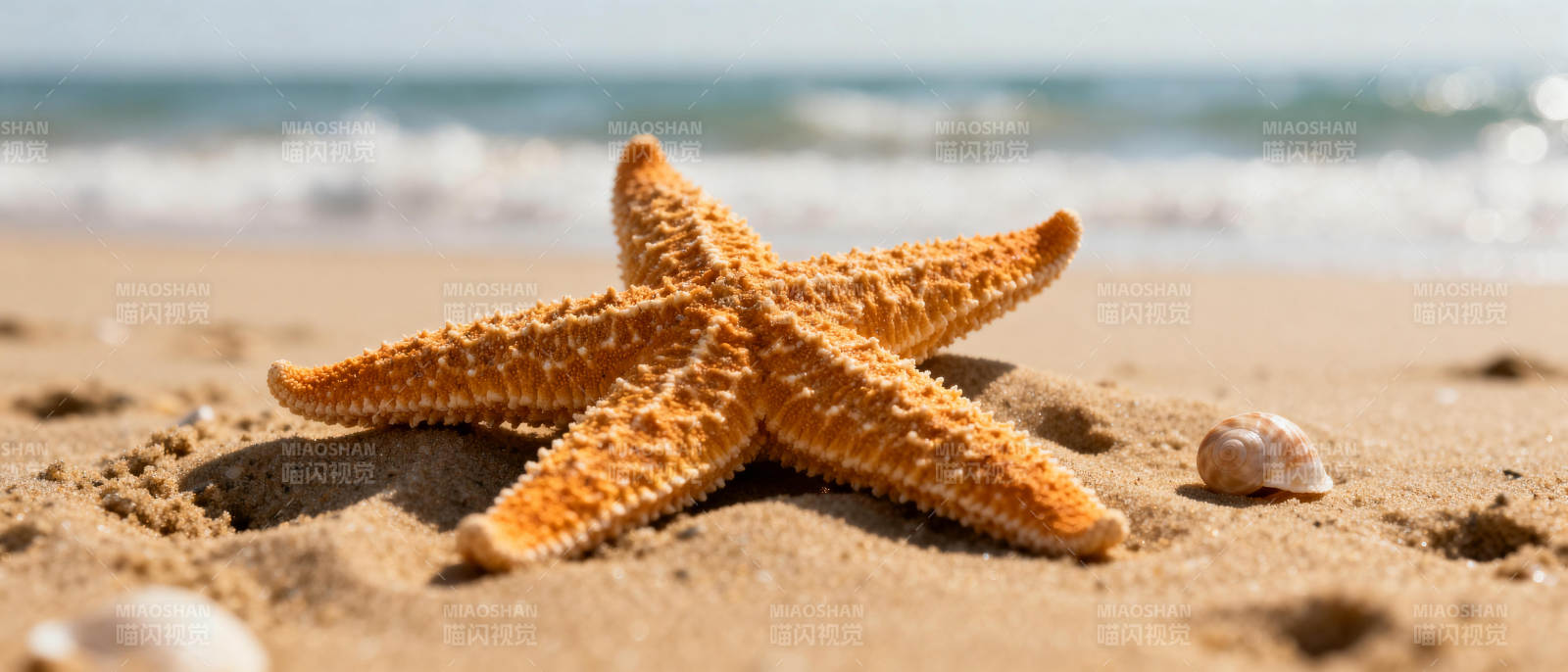 沙滩上的海星图片