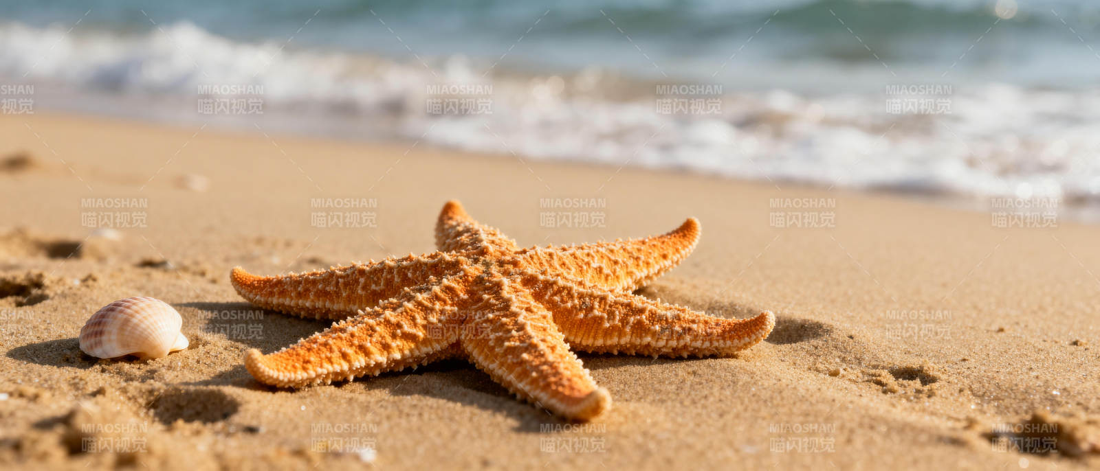 沙滩上的海星图片