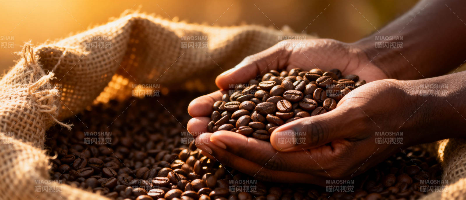 咖啡豆的丰收时刻图片