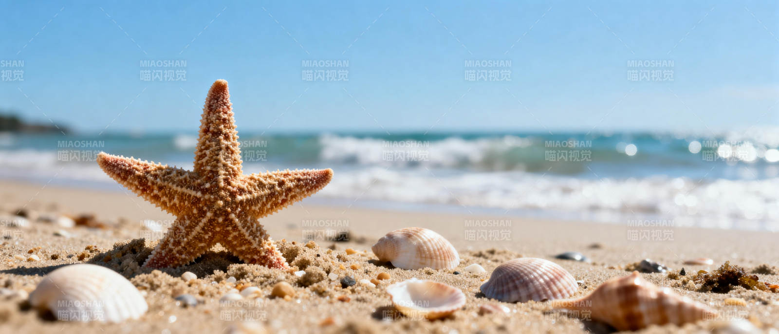 沙滩上的海星与贝壳图片