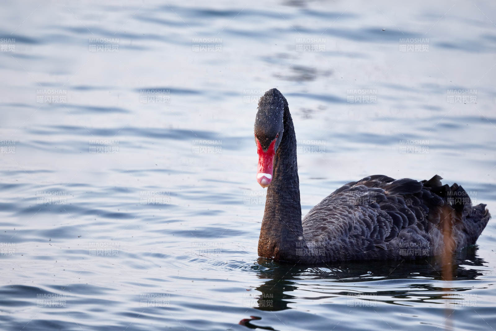 野外湖泊中美丽的黑天鹅图片