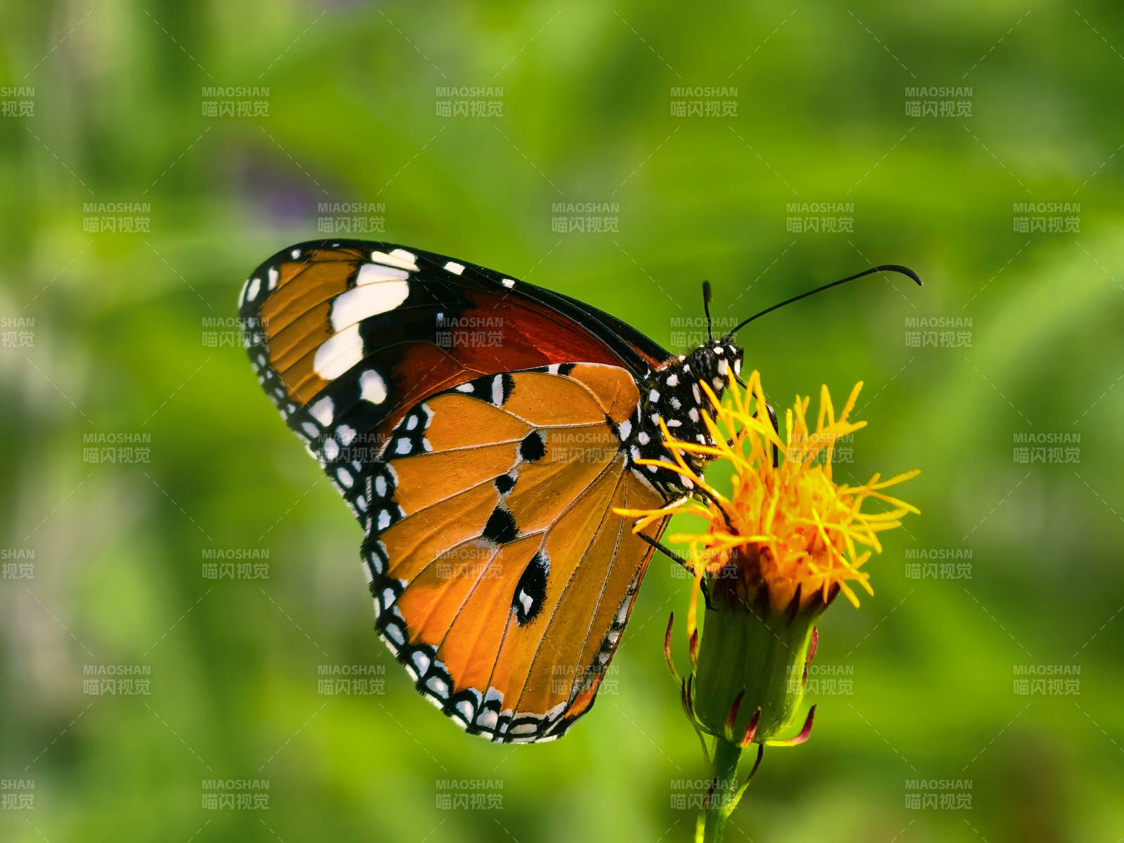 蝴蝶采蜜花丛中图片