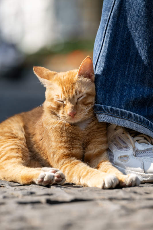 猫咪依偎人脚边图片