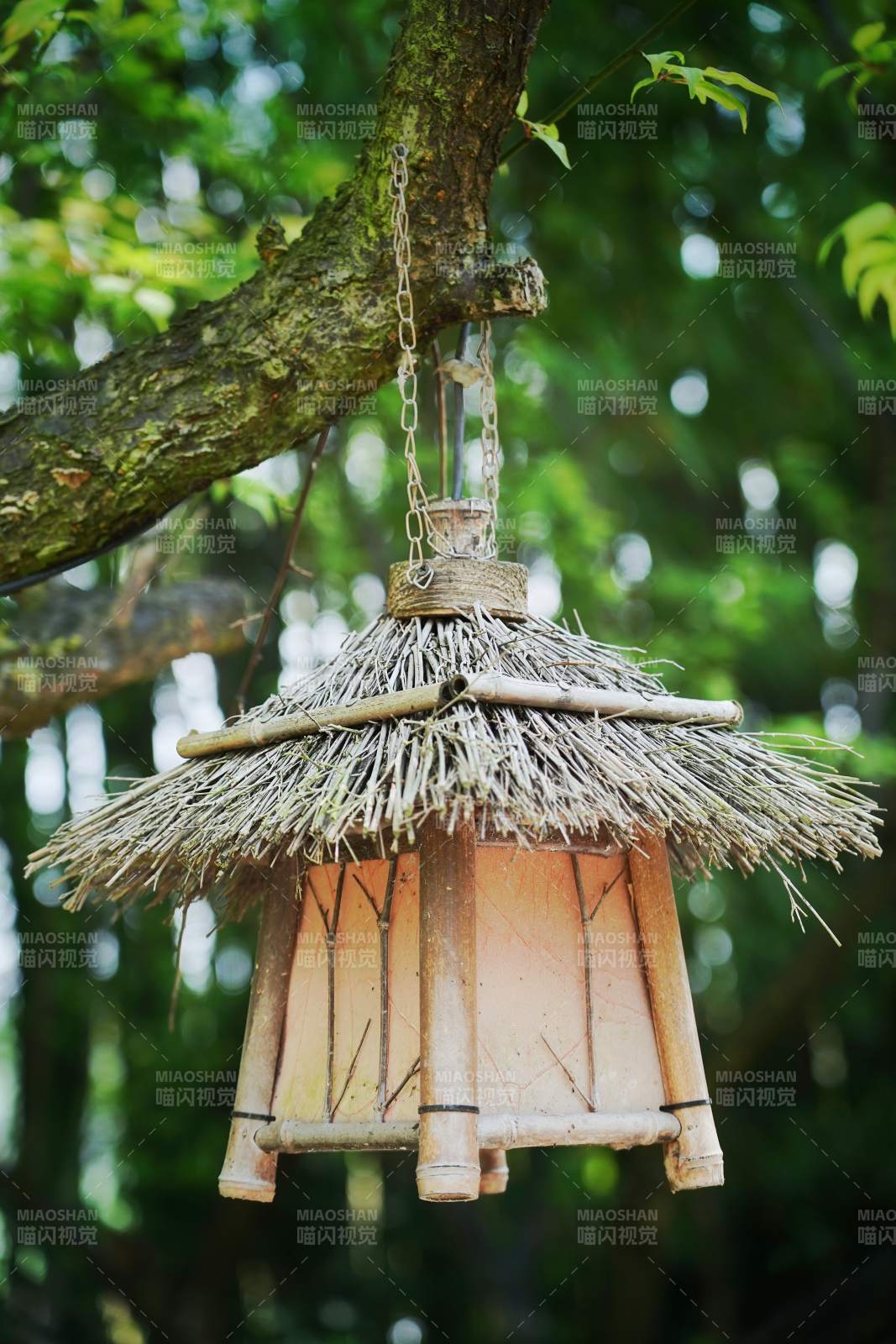 竹灯悬树间图片