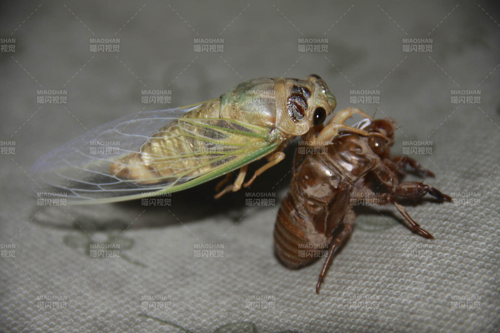 蝉蜕壳瞬间图片