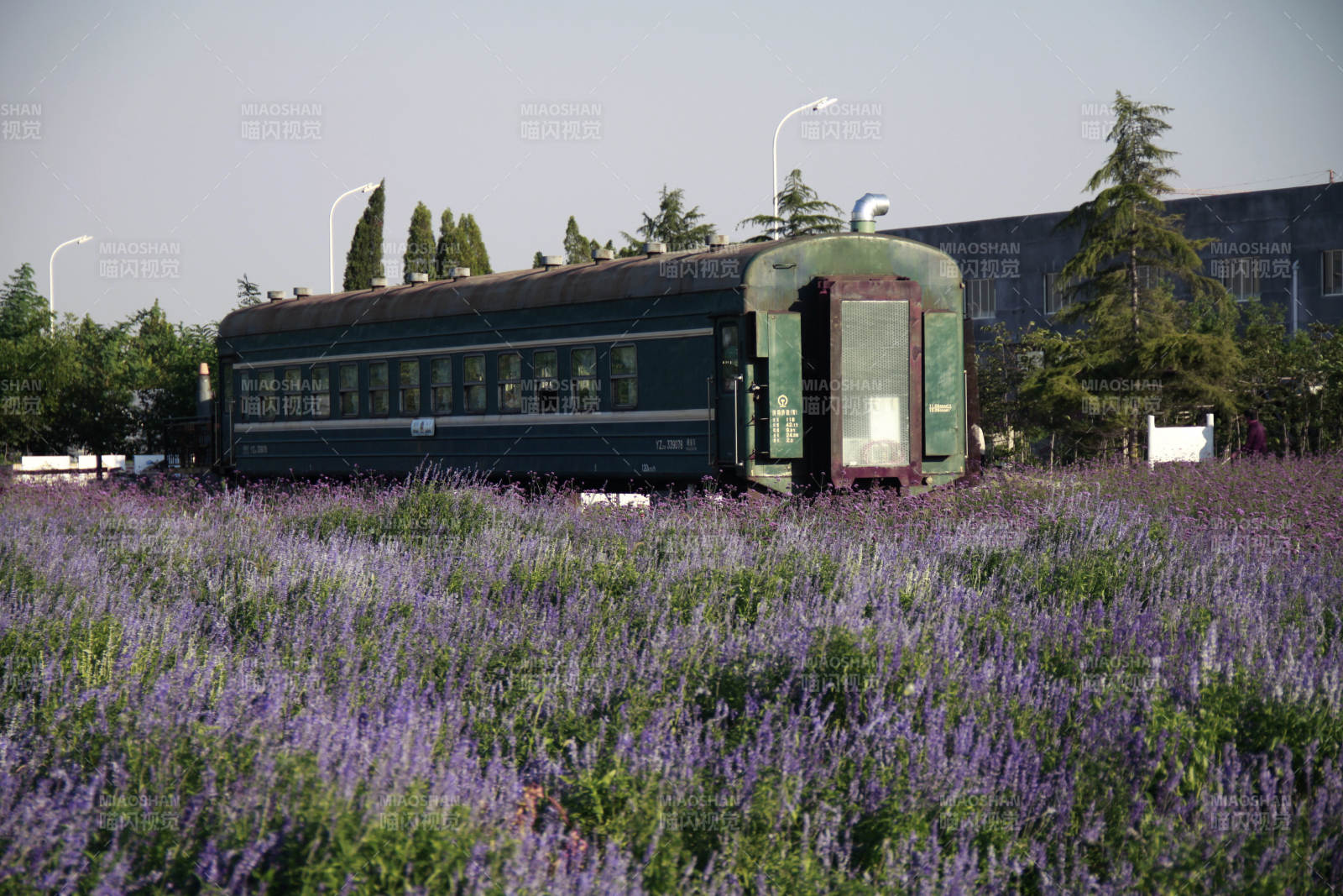 薰衣草花丛中的老火车图片