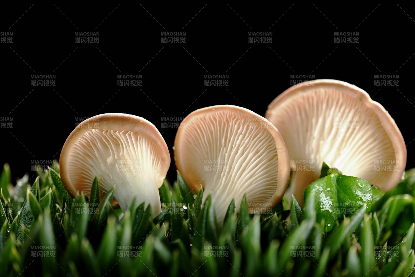 微距镜头里的微小菌菇图片