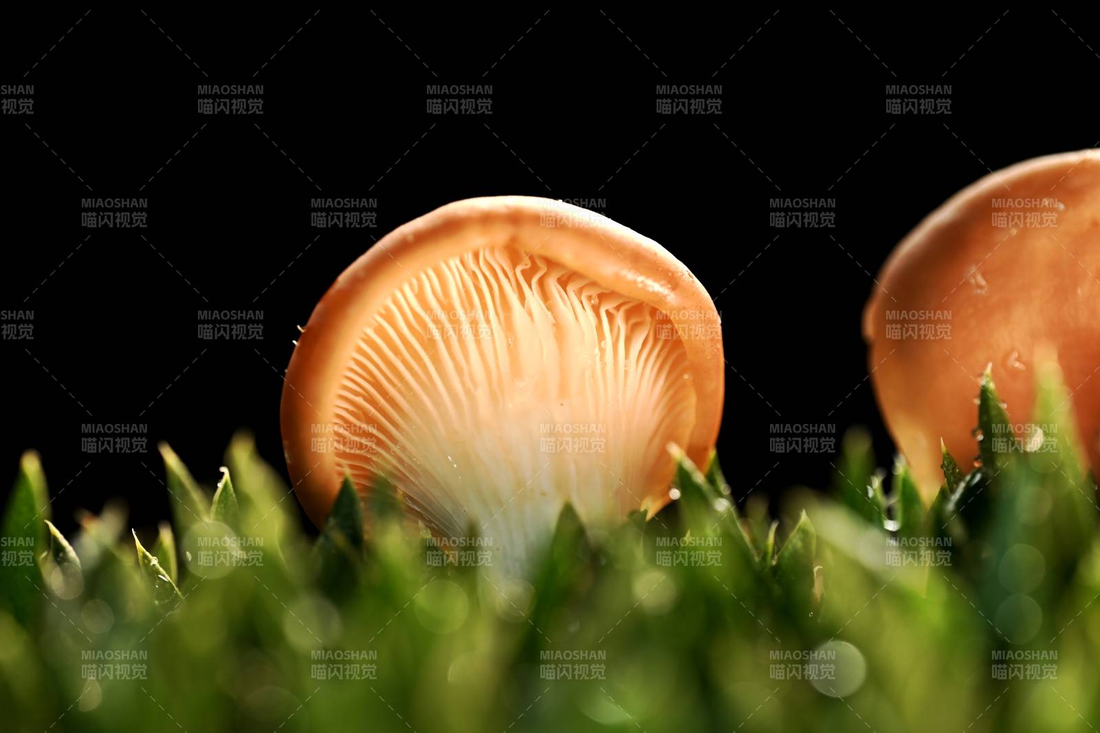 微距镜头里的微小菌菇图片