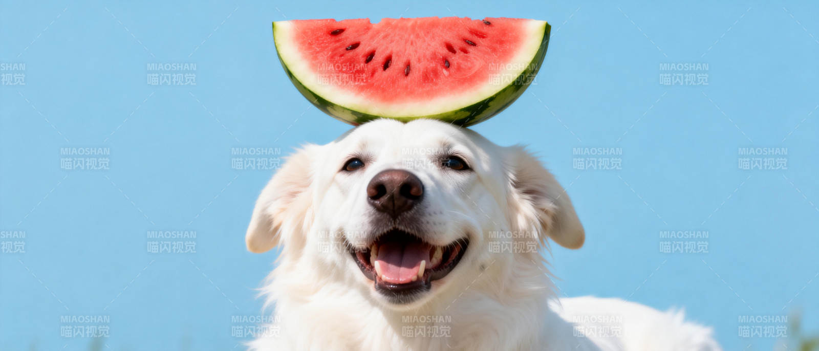 狗狗头顶西瓜图片