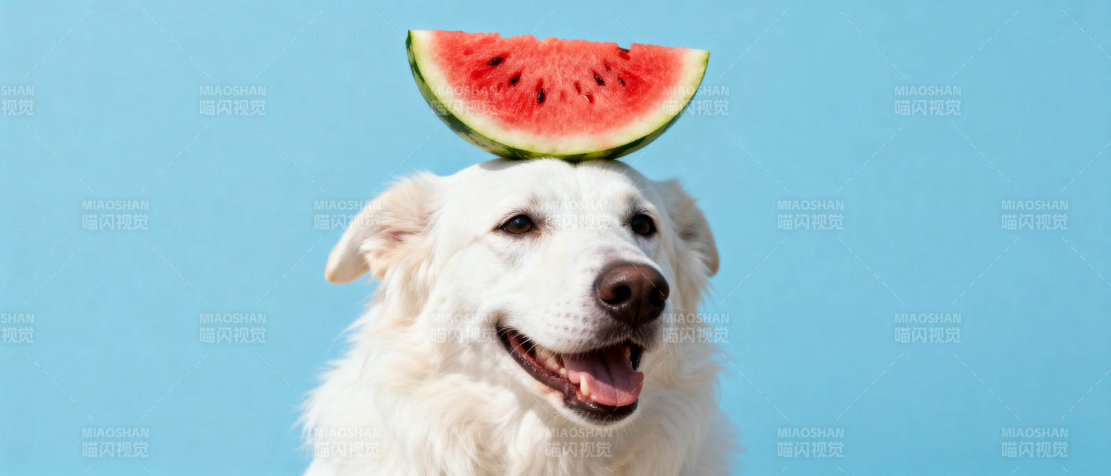 狗狗头顶西瓜图片