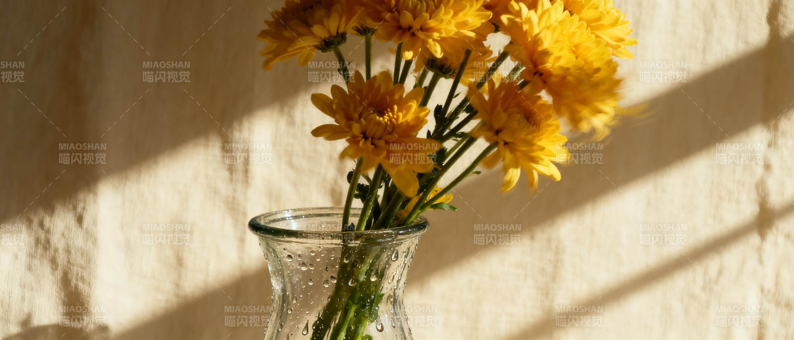 阳光下的菊花图片