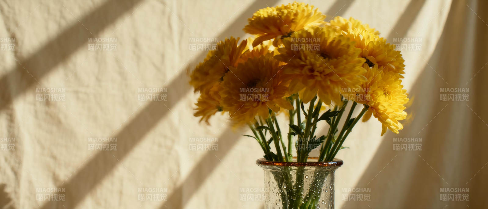 阳光下的黄花图片