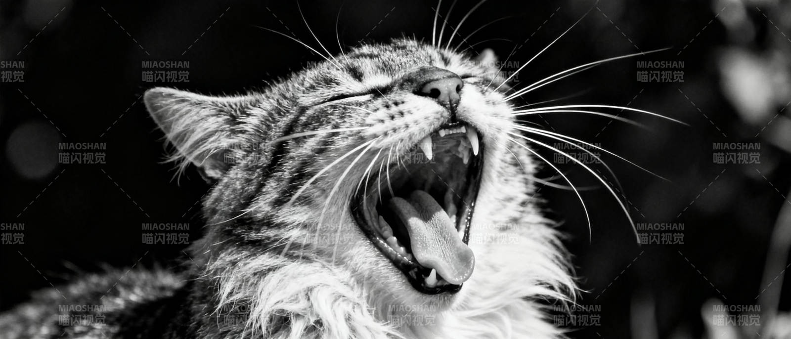 猫咪打哈欠图片