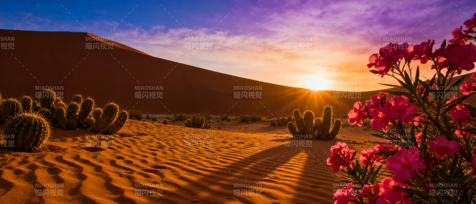 沙漠日落花影图片