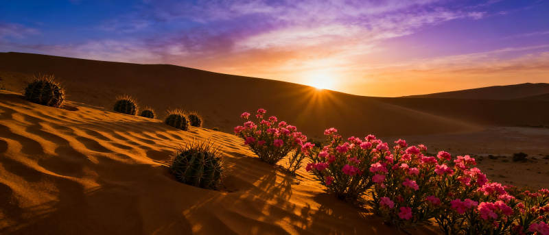 沙漠日落花海图片