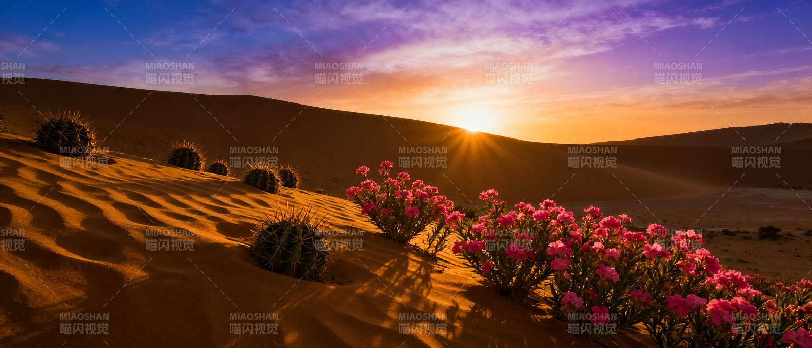 沙漠日落花海图片