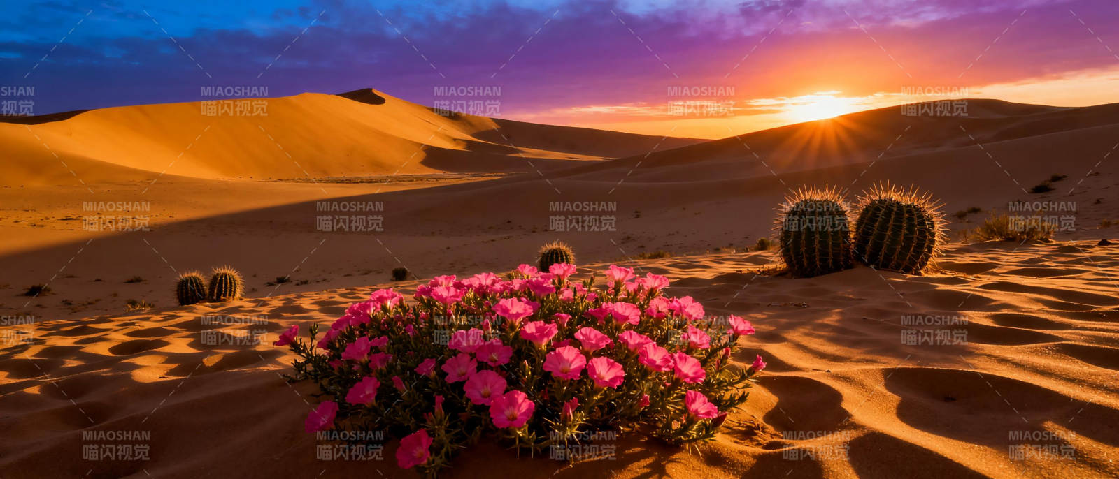 沙漠夕阳花影图片