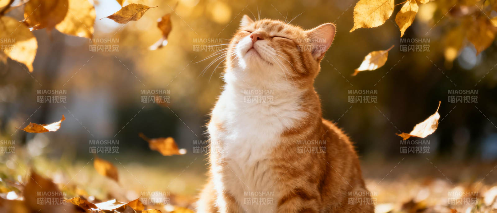 秋日猫咪仰望落叶图片