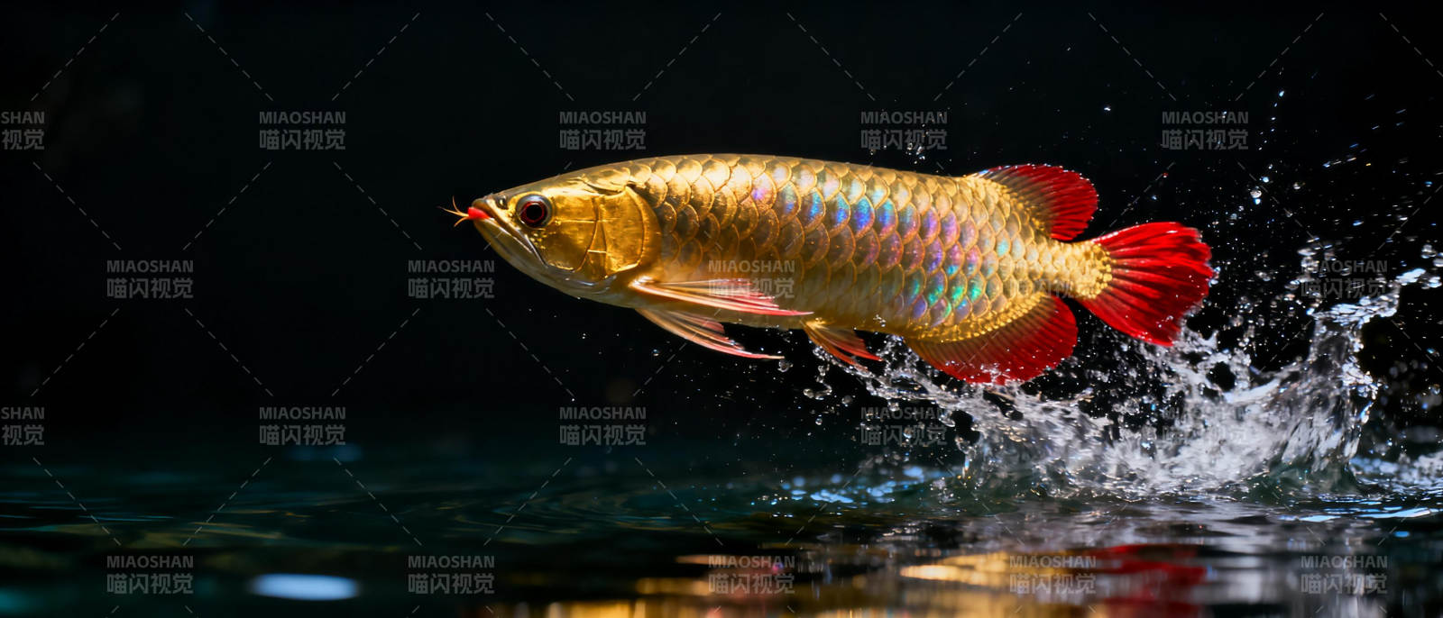 金龙鱼跃水图片