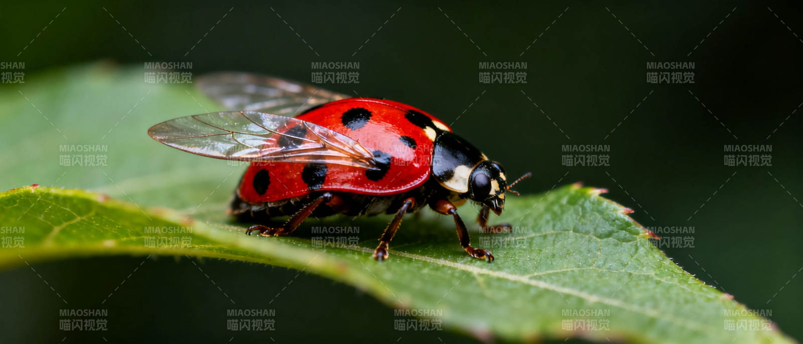 瓢虫栖息绿叶上图片