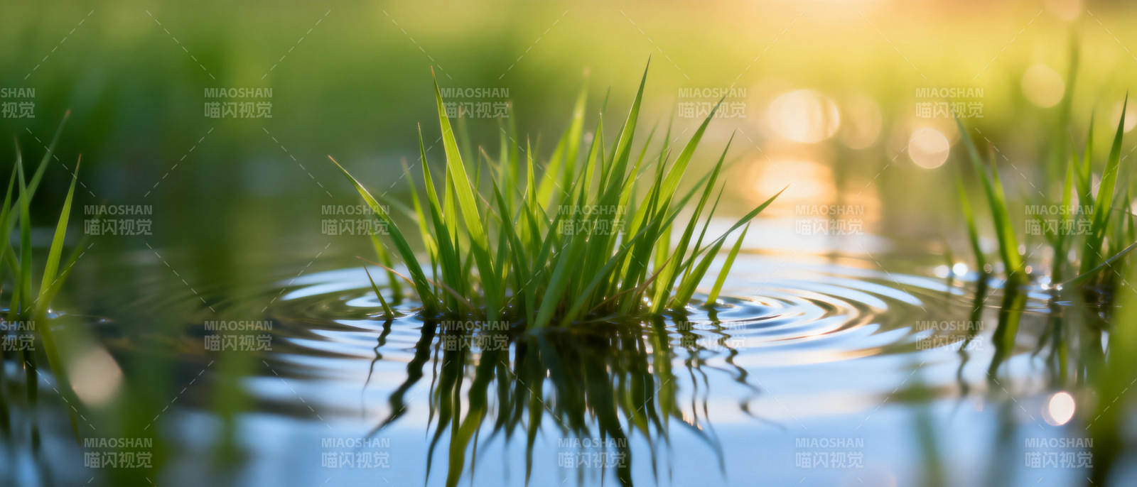 水草映波光图片