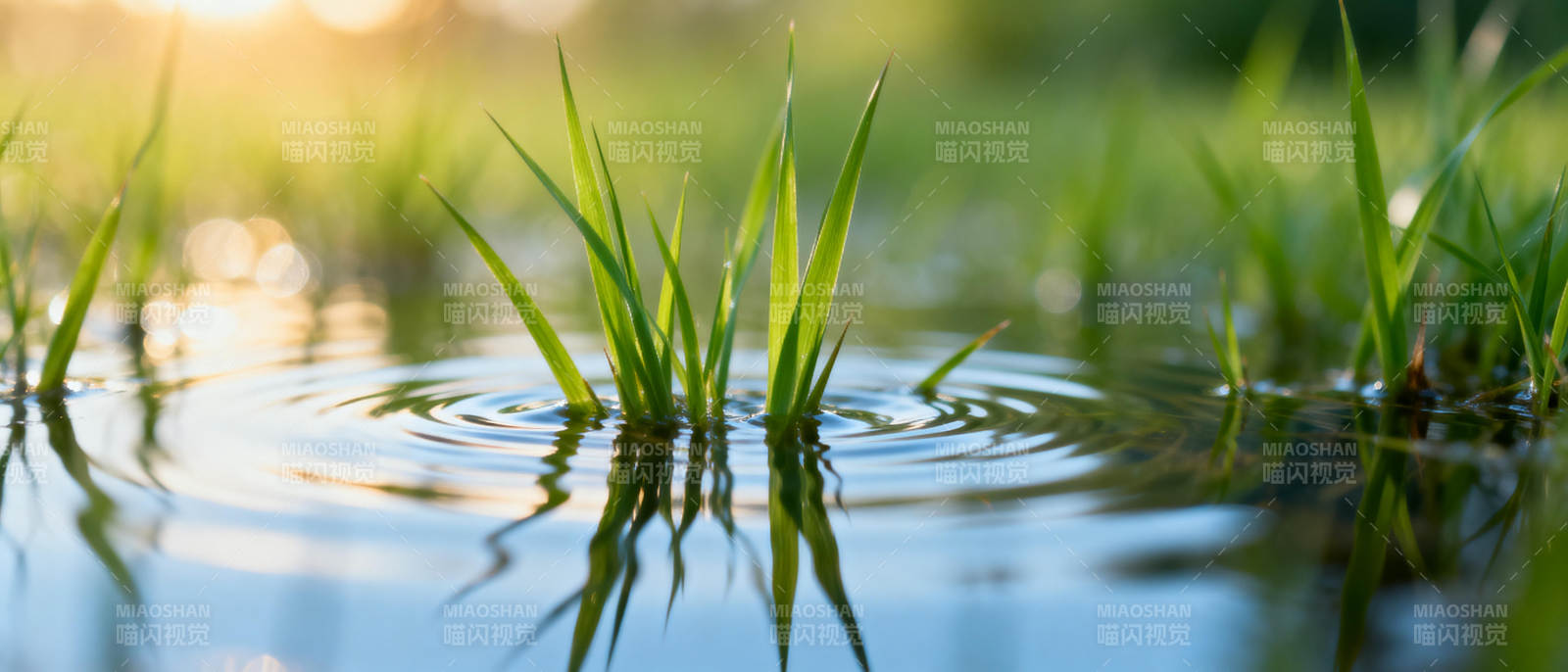 水草轻摇 波光粼粼图片